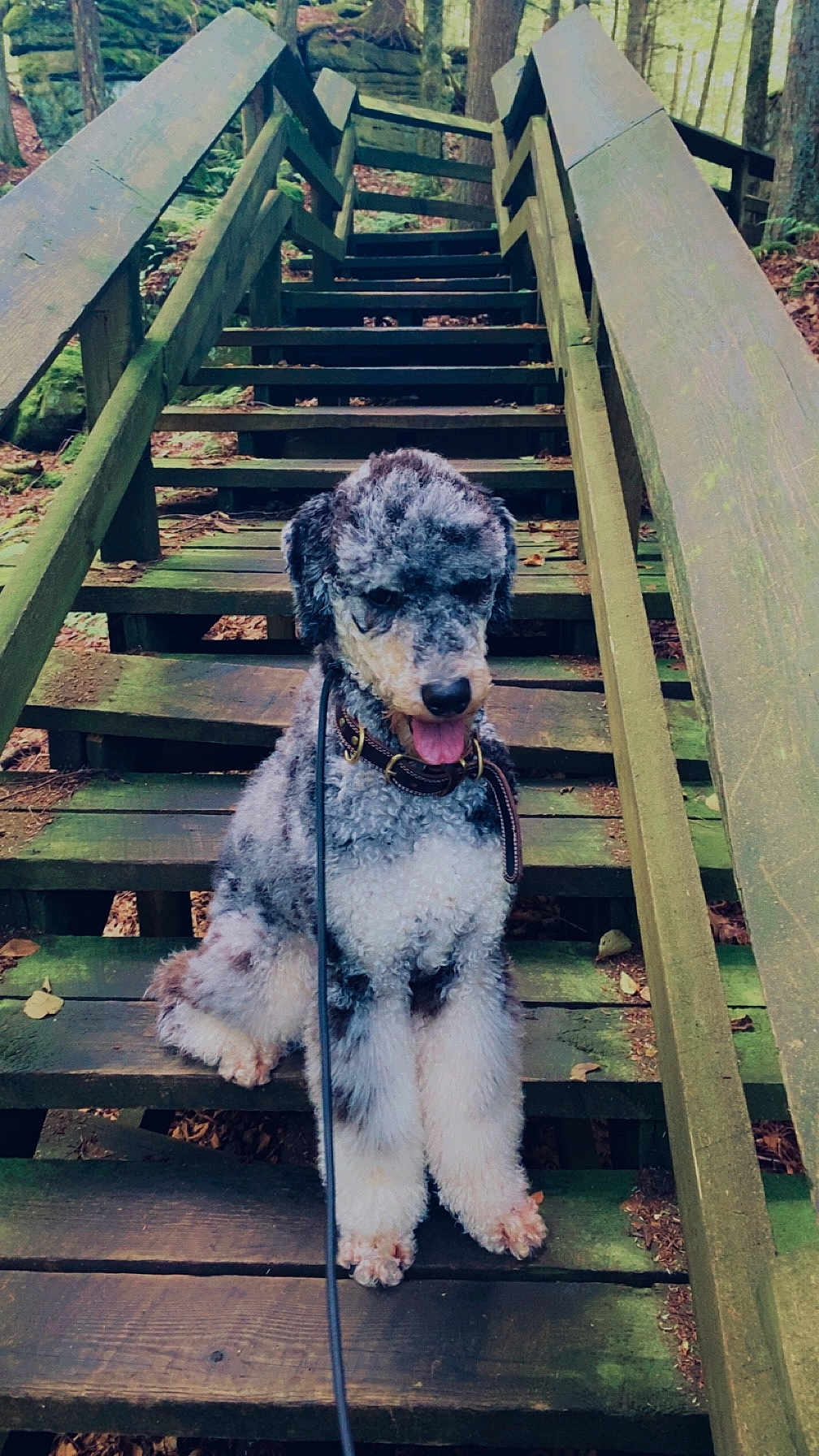Garnyt joined the competition — help win amazing prizes! animal, brown, canine, curly_fur, daylight, dog, forest, green, happy, leash, moss, nature, outdoor, pet, rustic, sitting, stairs, tongue_out, tree, wood