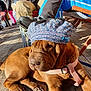 adult, animal, boy, canine, cap, child, clothing, dog, female, footwear, girl, hardwood, hat, male, man, person, pet, shoe, woman, wood