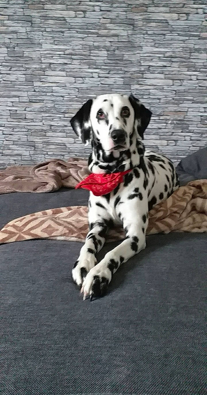Maya a rejoint le concours — aidez-le/la à gagner de superbes lots ! canidae, carnivore, companion_dog, dalmatian, dog, dog_breed, dog_supply, fawn, foot, fur, great_dane, non_sporting_group, paw, sitting, snout, sporting_group, terrestrial_animal, whiskers, working_animal, working_dog