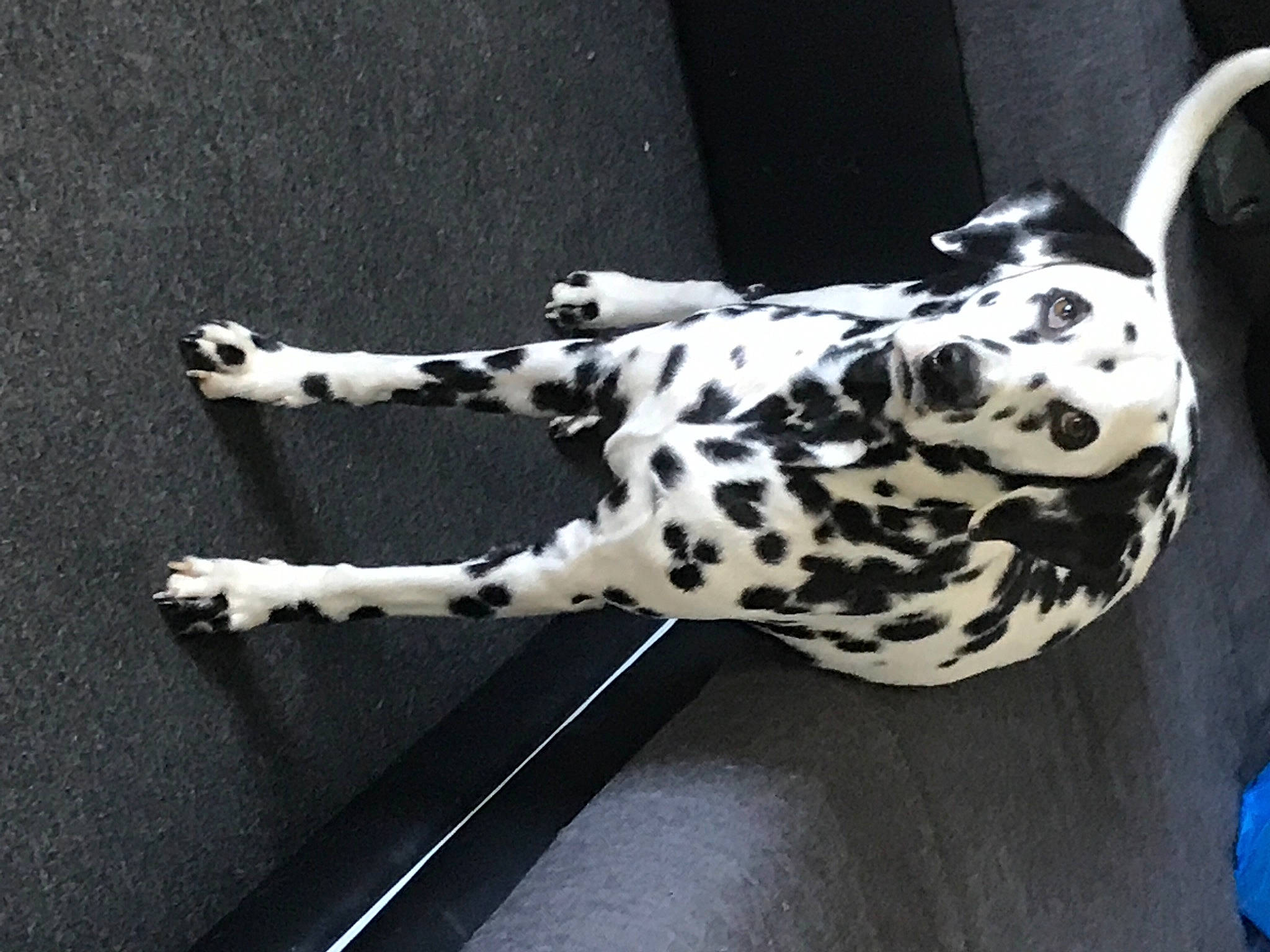 Maya participe au concours pour gagner de l'argent avec cette photo : canidae, carnivore, collar, companion_dog, dalmatian, dog, dog_breed, dog_collar, fawn, felidae, pattern, paw, snout, sporting_group, stencil, tail, terrestrial_animal, toy, whiskers, working_animal