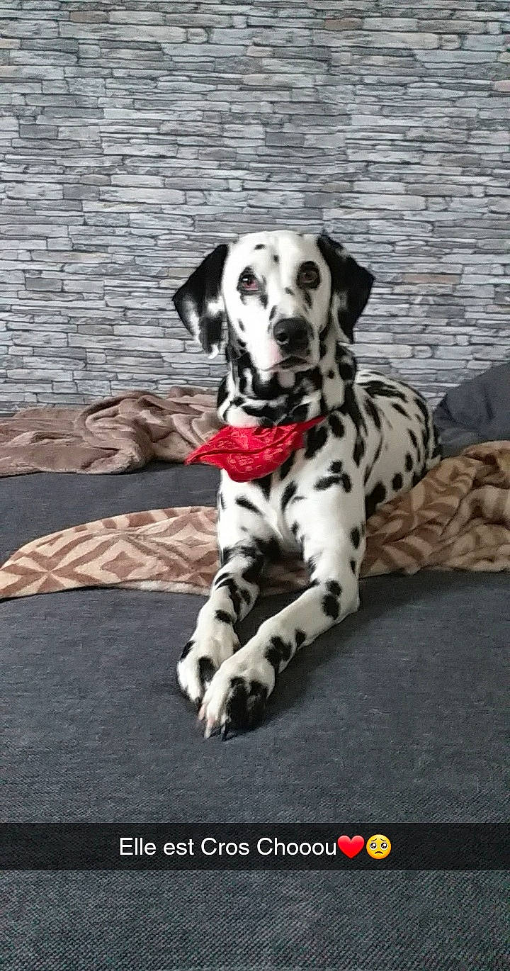 Maya a rejoint le concours — aidez-le/la à gagner de superbes lots ! canidae, carnivore, companion_dog, dalmatian, dog, dog_breed, dog_supply, fawn, foot, fur, great_dane, non_sporting_group, paw, sitting, sporting_group, terrestrial_animal, whiskers, working_animal, working_dog