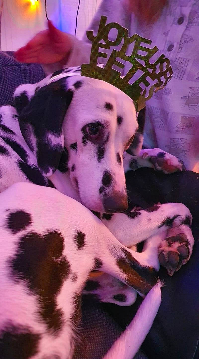 Maya participe au concours pour gagner de l'argent avec cette photo : canidae, carnivore, companion_dog, dalmatian, dog, dog_breed, dog_supply, fawn, fur, hat, non_sporting_group, pattern, paw, pet_supply, puppy_love, snout, sporting_group, terrestrial_animal, whiskers, working_animal