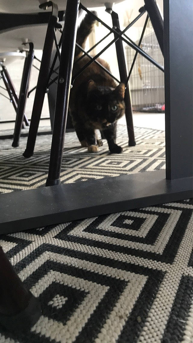 Bella participe au concours pour gagner de l'argent avec cette photo : architecture, black, black_and_white, carnivore, cat, felidae, floor, flooring, grey, light, line, mammal, monochrome, monochrome_photography, photograph, road_surface, small_to_medium_sized_cats, style, tints_and_shades, wood