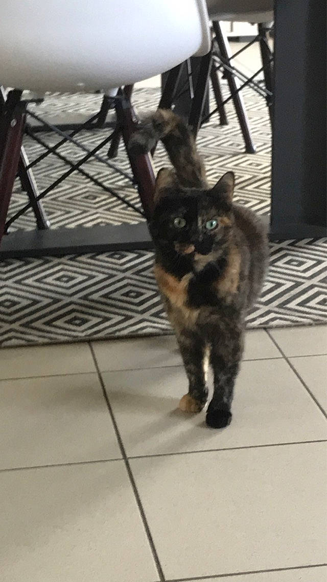 Bella participe au concours pour gagner de l'argent avec cette photo : automotive_tire, black_cat, canidae, carnivore, cat, claw, dog_breed, domestic_short_haired_cat, felidae, floor, flooring, fur, metal, small_to_medium_sized_cats, snout, sporting_group, tail, terrestrial_animal, whiskers, wood