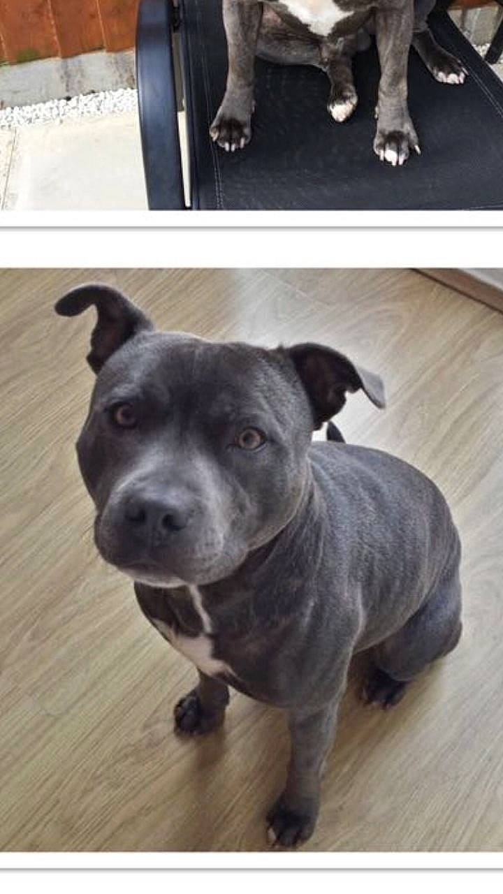 Cj is registered to the contest to win money with this photo: carnivore, companion_dog, dog, dog_breed, floor, flooring, foot, grey, guard_dog, hardwood, human_leg, molosser, photo_caption, sporting_group, terrestrial_animal, toy_dog, whiskers, white, wood, working_animal