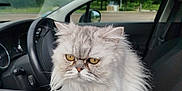 Malou a rejoint le concours — aidez-le/la à gagner de superbes lots ! cat, persian_cat, fluffy, car, vehicle_interior, window, yellow_eyes, grumpy_expression, pet, animal, fur, seat, steering_wheel, dashboard, greenery, outdoor, parked_car, side_mirror, reflection, daytime