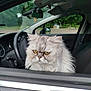 cat, persian_cat, fluffy, car, vehicle_interior, window, yellow_eyes, grumpy_expression, pet, animal, fur, seat, steering_wheel, dashboard, greenery, outdoor, parked_car, side_mirror, reflection, daytime