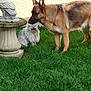 dog, cat, grass, garden, outdoor, animal, pet, german_shepherd, fluffy_cat, stone_pedestal, bird_sculpture, wall, curious, greenery, nature, grass_lawn, domestic_animal, side_view, mammal, peaceful