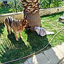 Malou participe au concours pour gagner de l'argent avec cette photo : dog, cat, grass, palm_tree, garden, sunlight, shadow, outdoor, pet, fence, hose, animal, nature, canine, feline, curious, fluffy, domestic, greenery, tree_trunk