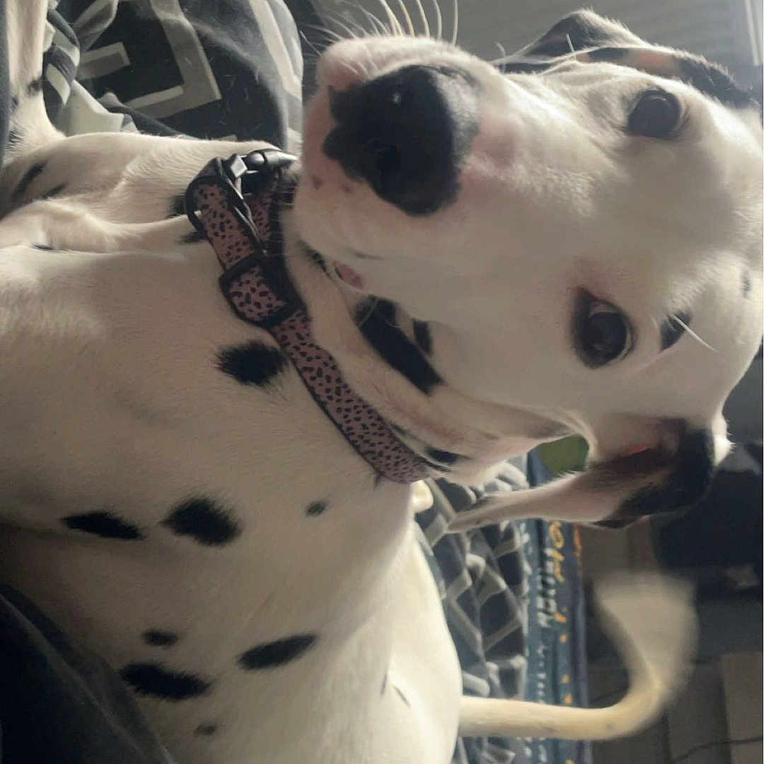 Lottie The Dalmatian