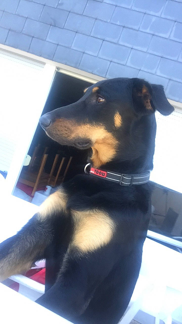 Gucci participe au concours pour gagner de l'argent avec cette photo : beauceron, black_and_tan_terrier, canidae, carnivore, dobermann, dog, dog_breed, english_toy_terrier, german_pinscher, guard_dog, huntaway, hunting_dog, jagdterrier, mammal, manchester_terrier, pinscher, rare_breed_dog, toy_manchester_terrier, vertebrate, working_dog