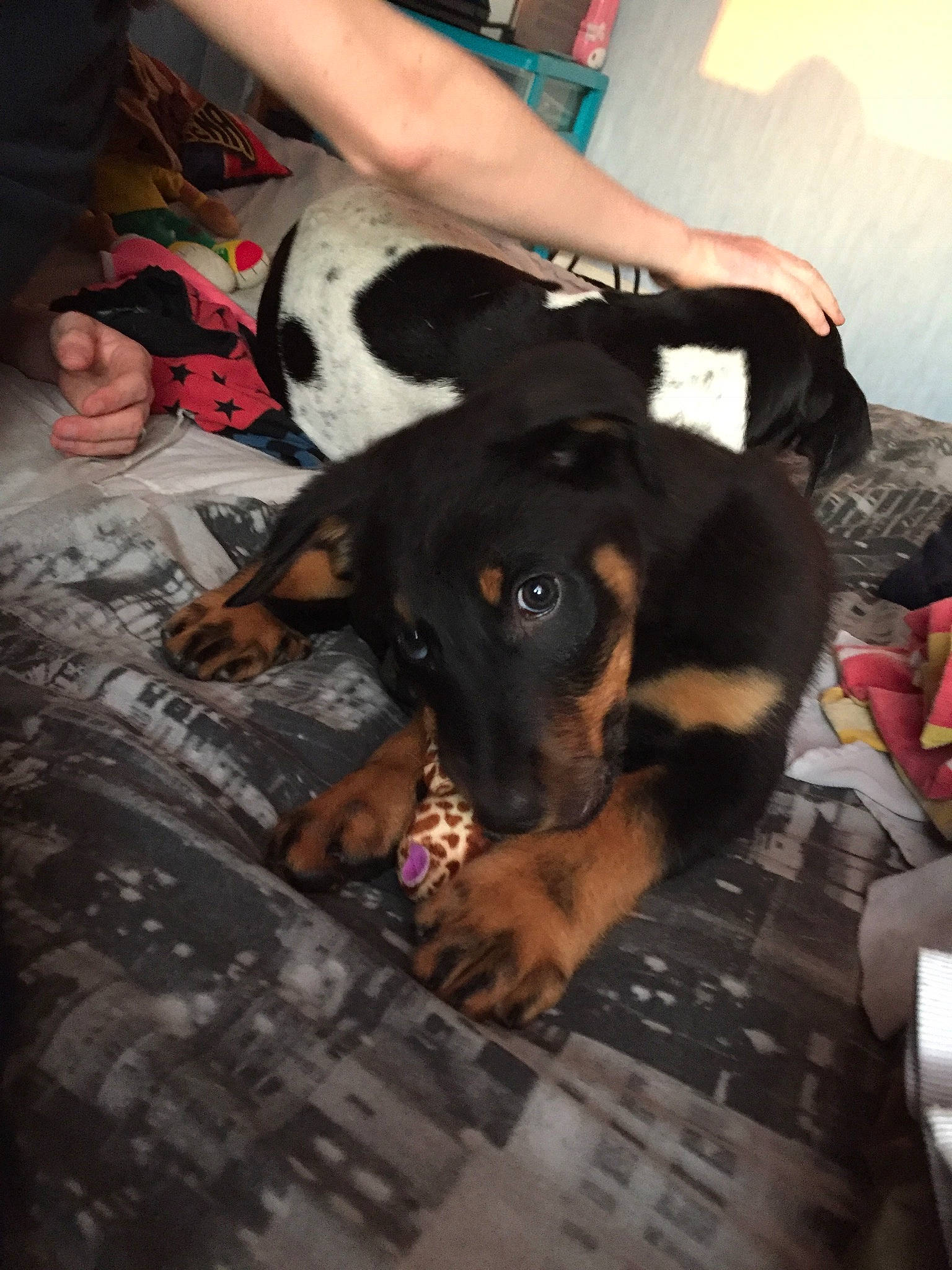 Gucci a rejoint le concours — aidez-le/la à gagner de superbes lots ! austrian_black_and_tan_hound, beauceron, canidae, carnivore, dog, dog_breed, fawn, guard_dog, huntaway, mammal, pinscher, rottweiler, working_dog