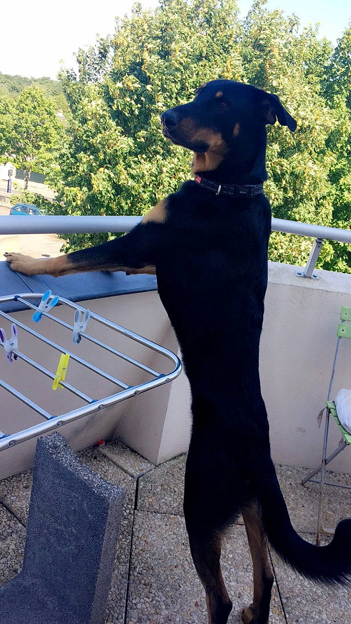 Gucci a rejoint le concours — aidez-le/la à gagner de superbes lots ! canidae, carnivore, dog, dog_breed, english_toy_terrier, german_pinscher, guard_dog, hunting_dog, jagdterrier, tail, toy_manchester_terrier