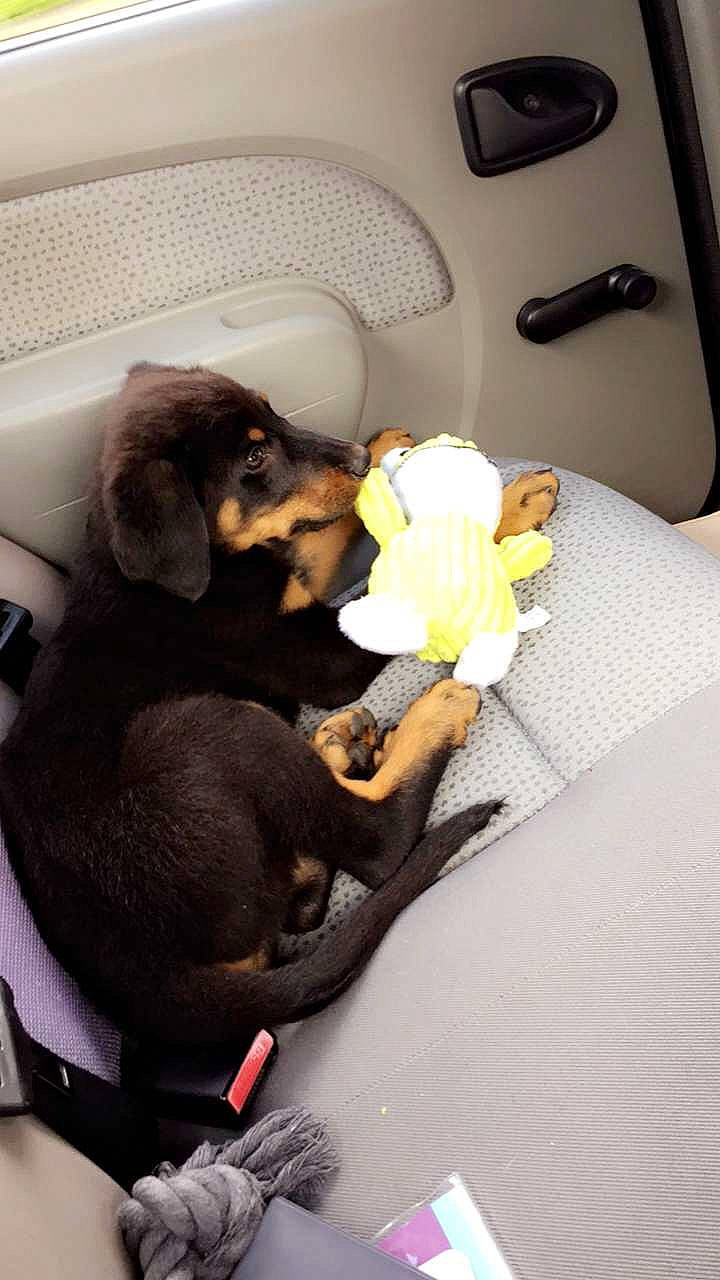 Gucci participe au concours pour gagner de l'argent avec cette photo : canidae, carnivore, dachshund, dobermann, dog, dog_breed, ear, guard_dog, miniature_pinscher, puppy, rottweiler, sporting_group