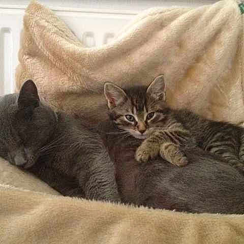 Nina et tomy