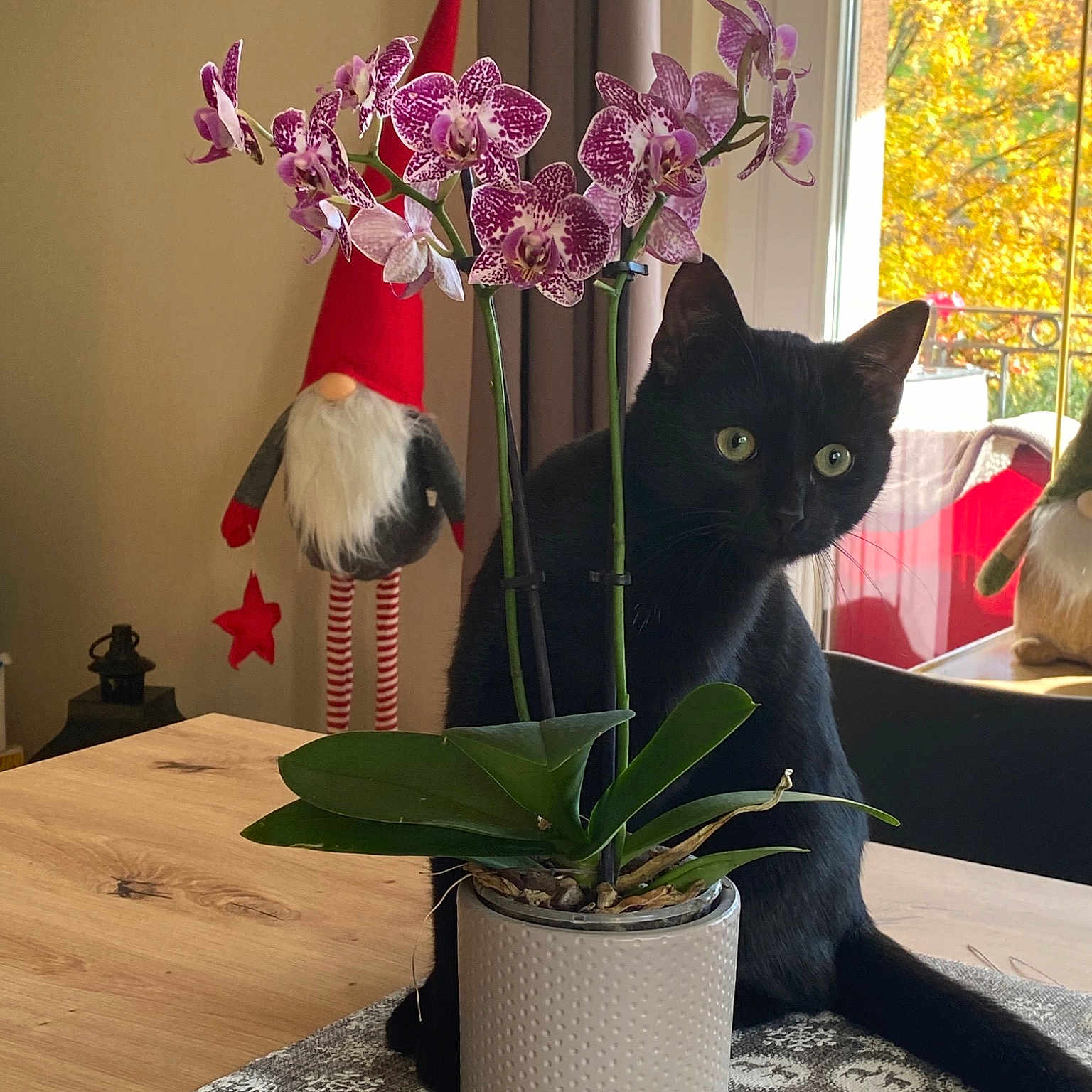Oreo