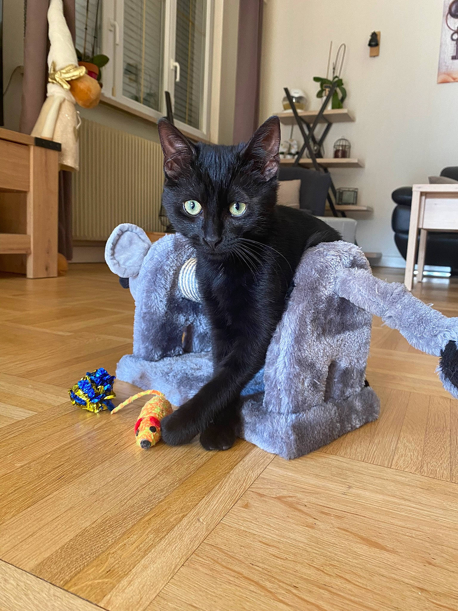 Oreo a rejoint le concours — aidez-le/la à gagner de superbes lots ! black_cat, carnivore, cat, comfort, felidae, floor, flooring, grey, hardwood, houseplant, laminate_flooring, leg, living_room, plant, small_to_medium_sized_cats, tail, whiskers, wood, wood_flooring, wood_stain