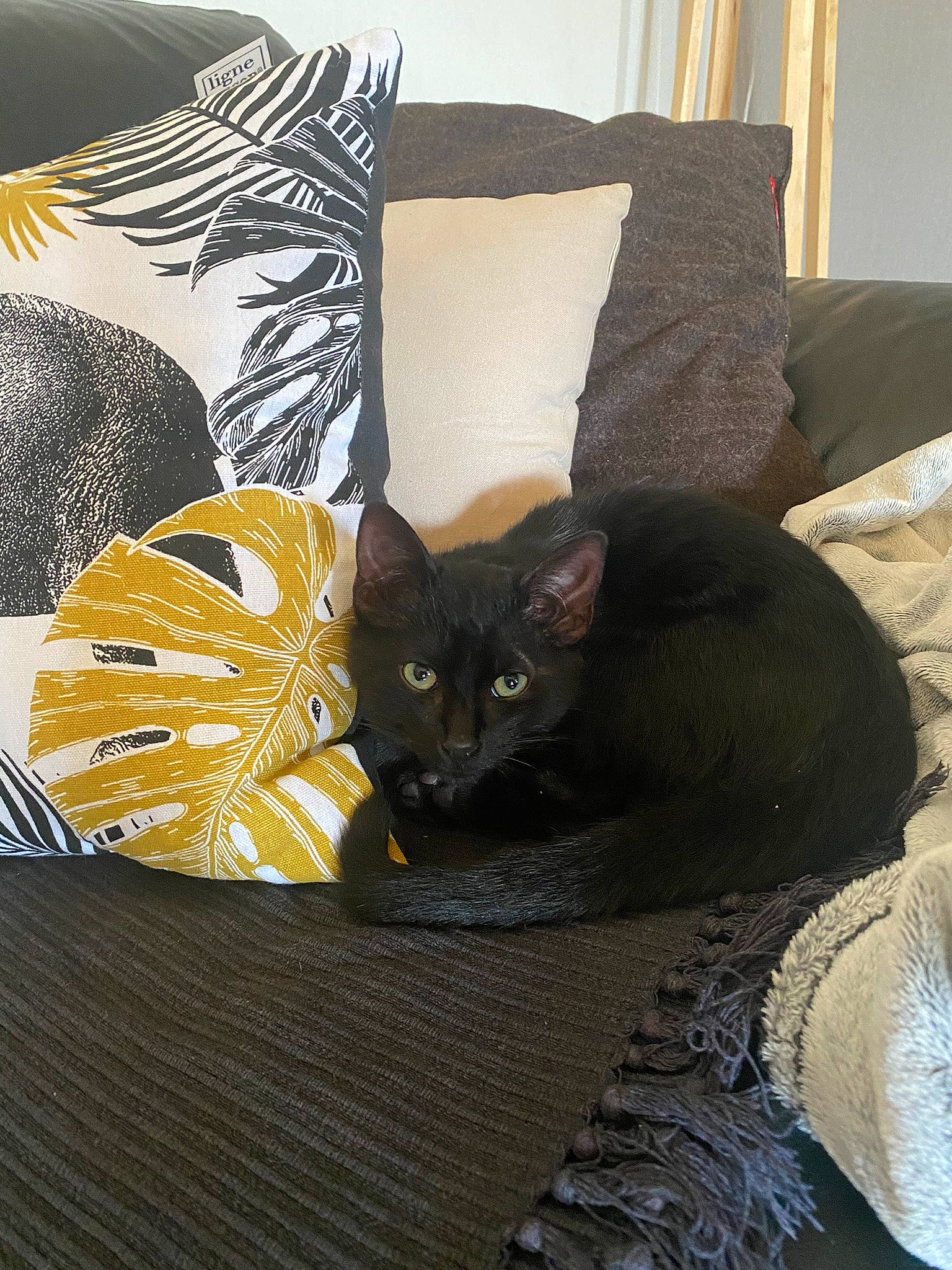 Oreo a rejoint le concours — aidez-le/la à gagner de superbes lots ! bag, black_cat, bombay, brown, carnivore, cat, cat_supply, comfort, couch, domestic_short_haired_cat, fawn, felidae, flooring, fur, grey, hardwood, linens, small_to_medium_sized_cats, tail, whiskers