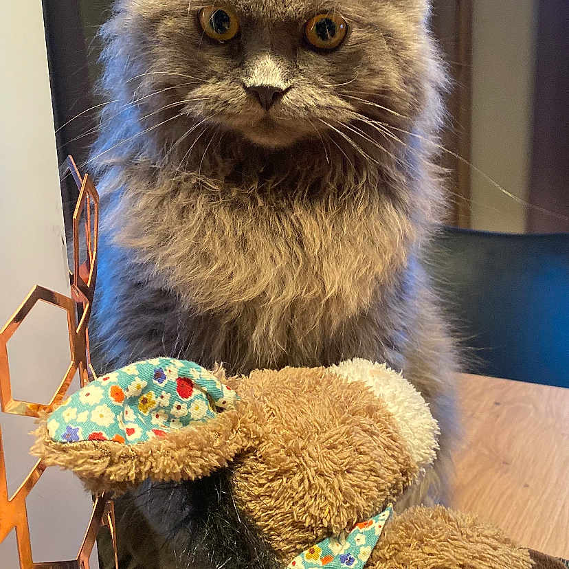 Milo