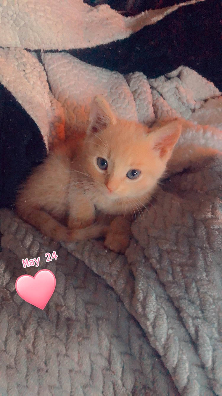 Cacahouète a rejoint le concours — aidez-le/la à gagner de superbes lots ! box, carnivore, cat, claw, domestic_short_haired_cat, ear, eye, fawn, felidae, fur, iris, mammal, nose, paw, photo_caption, small_to_medium_sized_cats, snout, tail, whiskers, wood