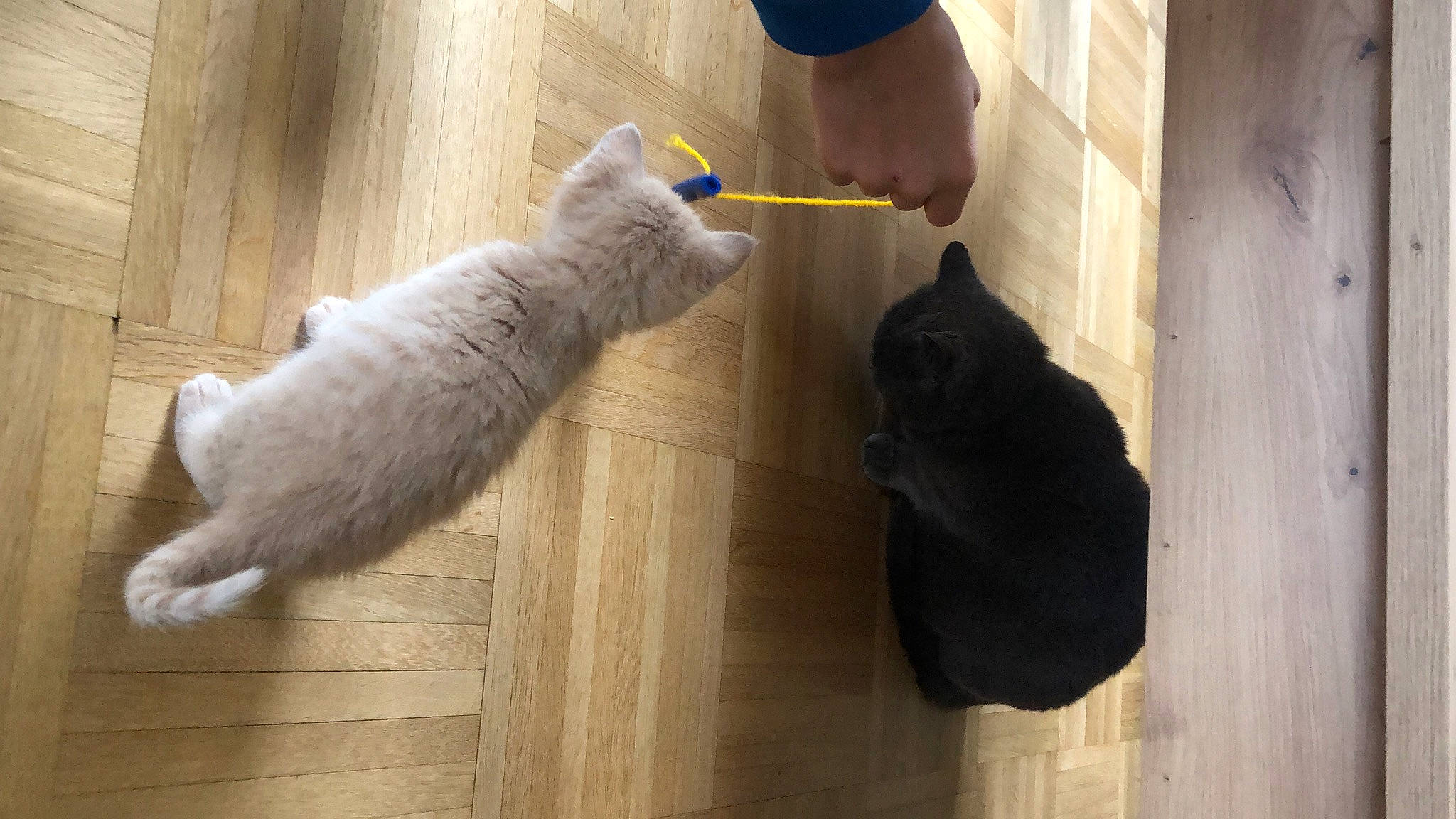 Cacahouète participe au concours pour gagner de l'argent avec cette photo : canidae, carnivore, cat, companion_dog, dog_breed, domestic_short_haired_cat, fawn, felidae, floor, flooring, fur, hardwood, laminate_flooring, small_to_medium_sized_cats, sporting_group, tail, whiskers, wood, wood_flooring, wood_stain