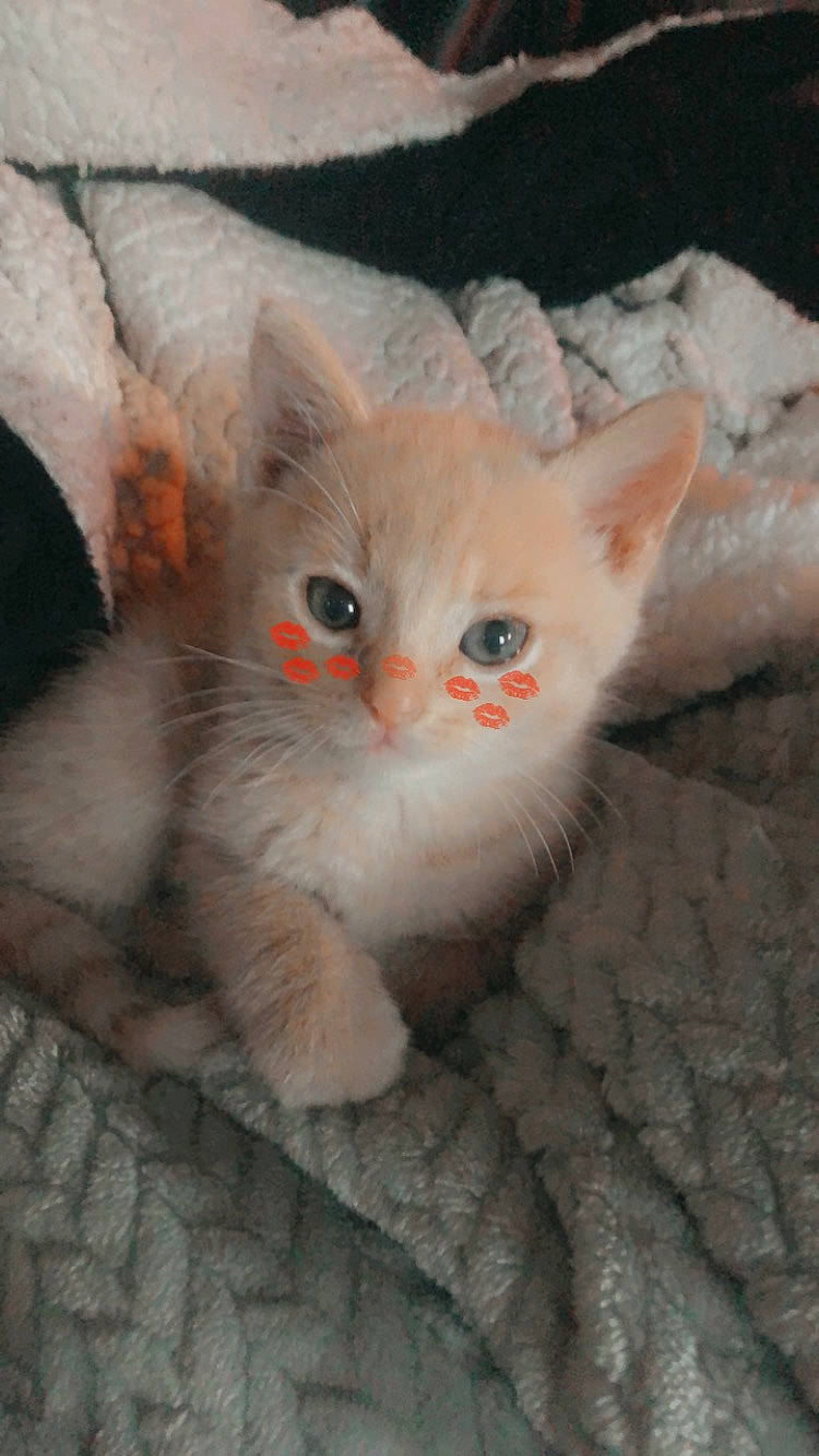 Cacahouète a rejoint le concours — aidez-le/la à gagner de superbes lots ! carnivore, cat, claw, domestic_short_haired_cat, ear, eye, fawn, felidae, fur, head, paw, small_to_medium_sized_cats, snout, tail, whiskers