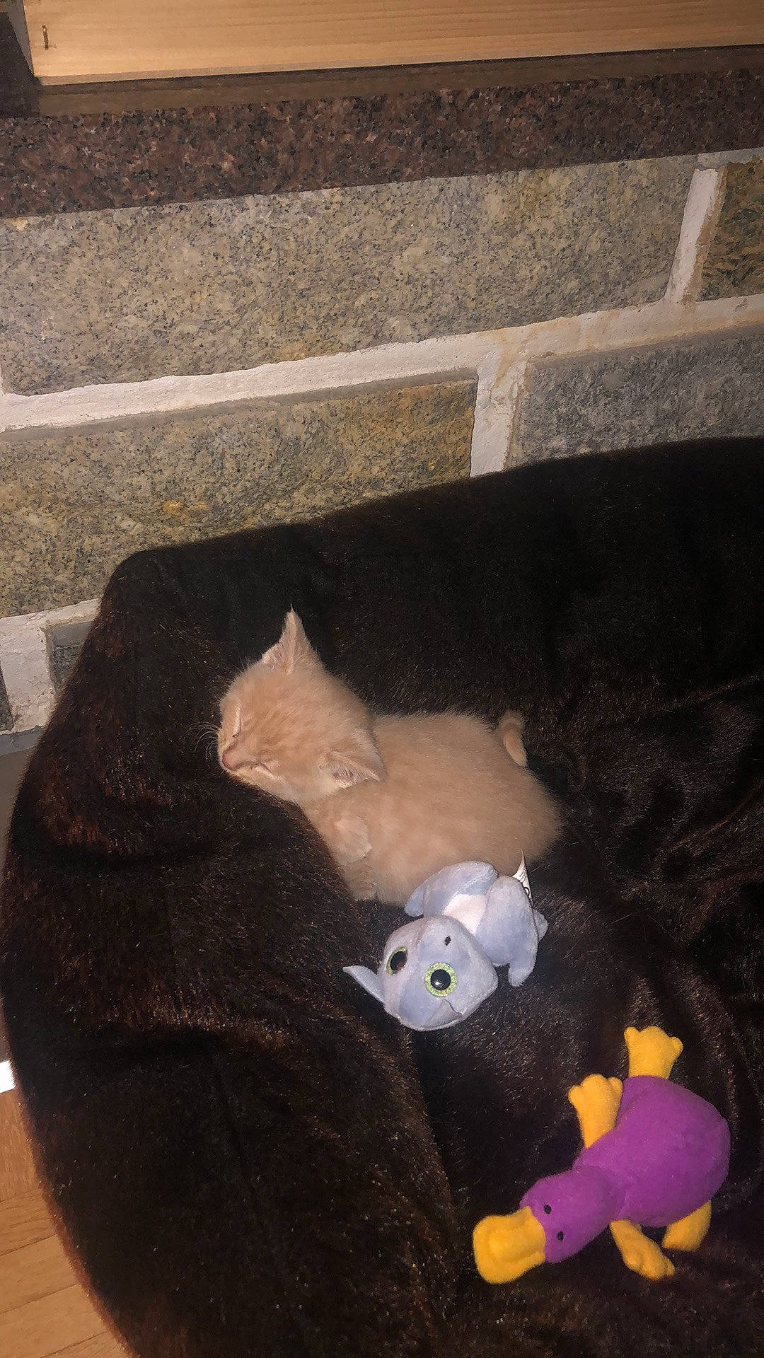 Cacahouète a rejoint le concours — aidez-le/la à gagner de superbes lots ! baby_toys, brown, cat, concrete, fawn, felidae, flooring, fur, line, mammal, plastic, plush, room, stuffed_toy, tail, teddy_bear, toy, vertebrate, whiskers, wood