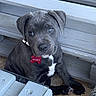 puppy, dog, gray_dog, pet, cute, bench, wooden_bench, collar, dog_tag, indoor, floor, patterned_cushion, animal, young_dog, sitting, looking_up, adorable, domestic_animal, companion, canine