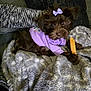 Sadie May is registered to the contest to win money with this photo: dog, puppy, purple_clothing, bow, blanket, chew_stick, sofa, pillow, brown_fur, pet, cute, indoor, cozy, small_dog, resting, fur, animal, relaxed, toy, accessory
