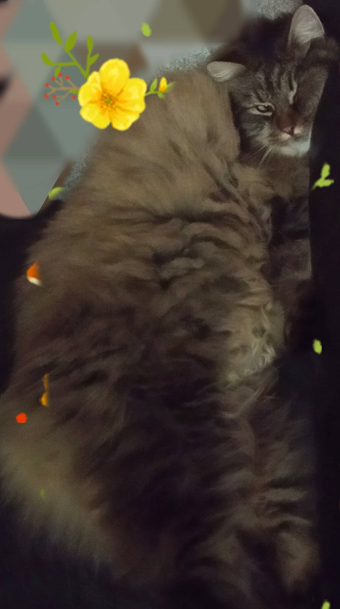 Enza a rejoint le concours — aidez-le/la à gagner de superbes lots ! asian, black_cat, carnivore, cat, domestic_long_haired_cat, domestic_short_haired_cat, european_shorthair, eye, fawn, felidae, flower, fur, kitten, night, norwegian_forest_cat, plant, small_to_medium_sized_cats, tail, whiskers, yellow