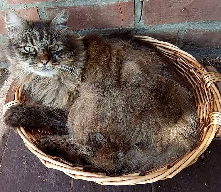 Enza participe au concours pour gagner de l'argent avec cette photo : asian, asian_semi_longhair, british_longhair, british_semi_longhair, carnivore, cat, domestic_long_haired_cat, european_shorthair, felidae, fur, kitten, maine_coon, norwegian_forest_cat, persian, ragamuffin, siberian, small_to_medium_sized_cats, tabby_cat, whiskers, wild_cat