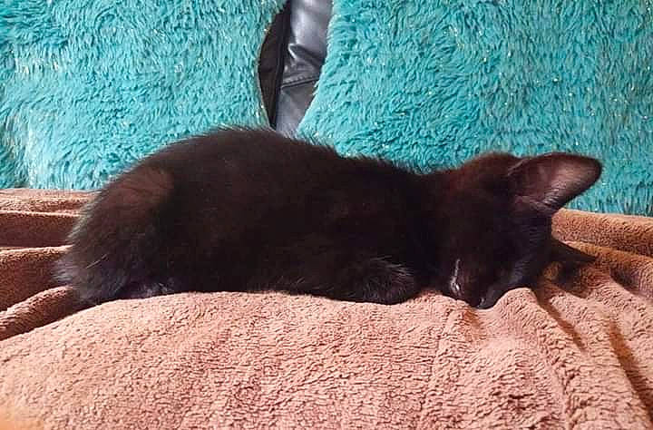 Réglisse a rejoint le concours — aidez-le/la à gagner de superbes lots ! asian, black_cat, bombay, burmese, carnivore, cat, domestic_short_haired_cat, felidae, german_rex, havana_brown, kitten, korat, mammal, nap, oriental_longhair, small_to_medium_sized_cats, tail, vertebrate, whiskers