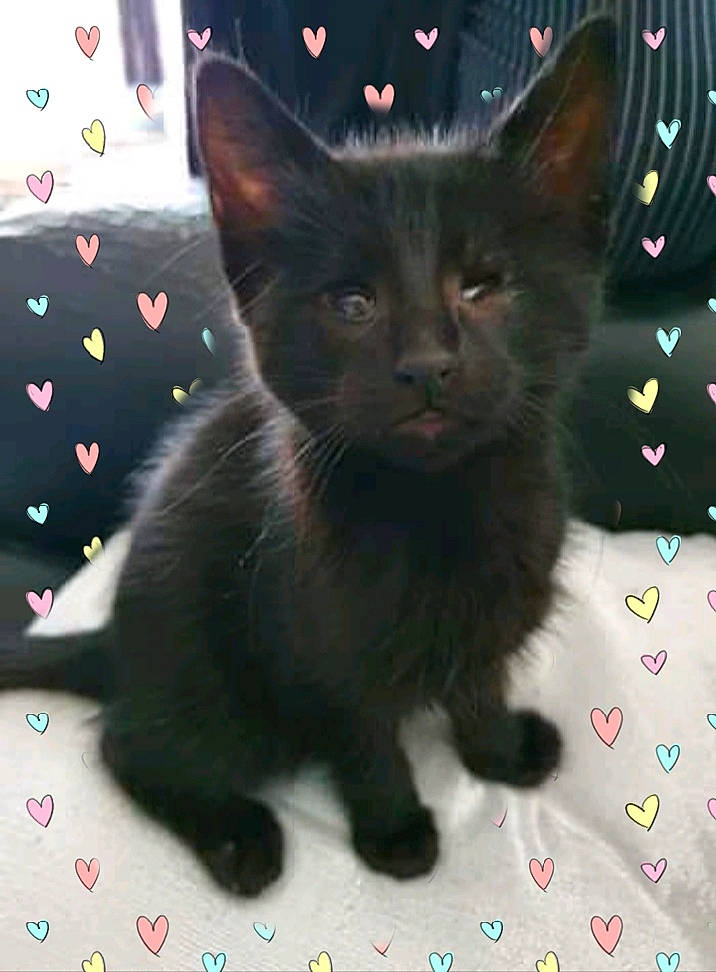 Réglisse participe au concours pour gagner de l'argent avec cette photo : asian, black_cat, burmese, carnivore, cat, domestic_short_haired_cat, felidae, german_rex, kitten, korat, mammal, nebelung, small_to_medium_sized_cats, snout, vertebrate, whiskers