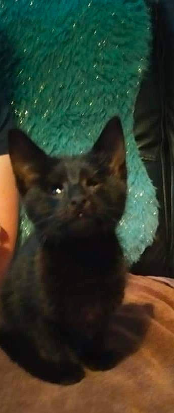 Réglisse a rejoint le concours — aidez-le/la à gagner de superbes lots ! asian, black_cat, bombay, burmese, carnivore, cat, domestic_short_haired_cat, eye, felidae, german_rex, havana_brown, kitten, korat, mammal, organism, polydactyl_cat, small_to_medium_sized_cats, snout, vertebrate, whiskers