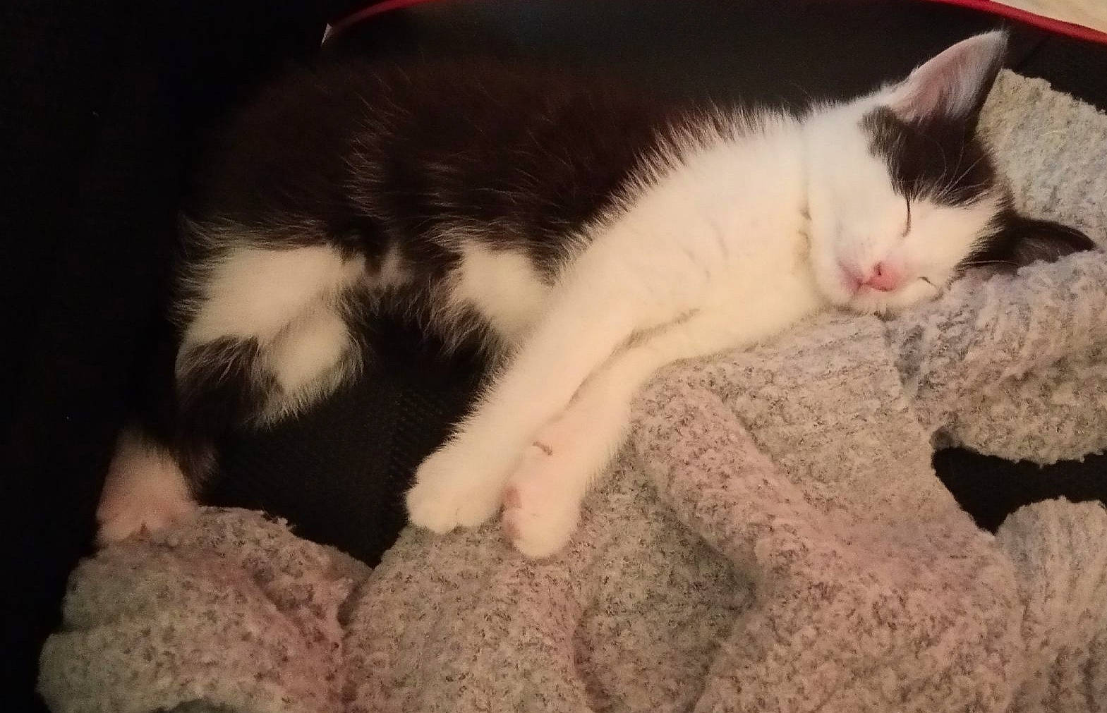 Pendore a rejoint le concours — aidez-le/la à gagner de superbes lots ! american_wirehair, carnivore, cat, domestic_short_haired_cat, ear, european_shorthair, eye, felidae, fur, kitten, mammal, nap, paw, polydactyl_cat, skin, sky, sleep, small_to_medium_sized_cats, tail, whiskers