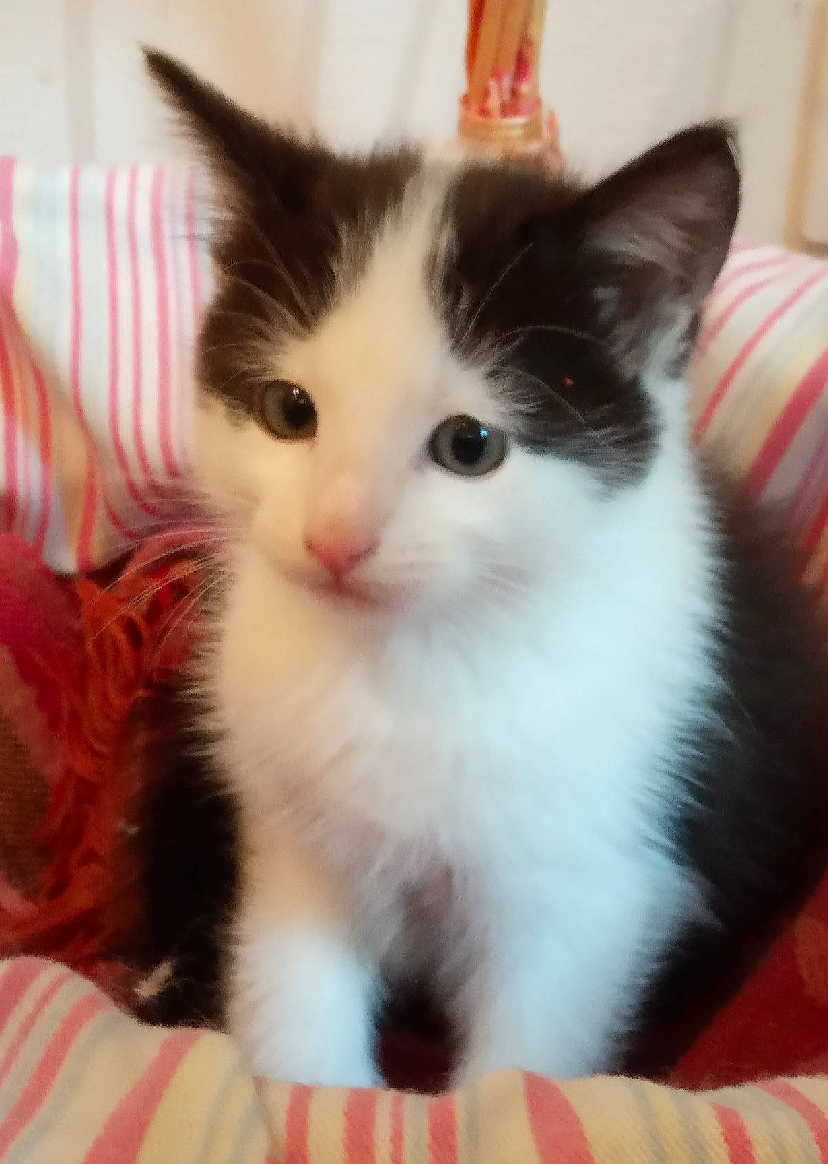 Pendore participe au concours pour gagner de l'argent avec cette photo : aegean_cat, carnivore, cat, domestic_short_haired_cat, felidae, kitten, mammal, norwegian_forest_cat, polydactyl_cat, ragamuffin, small_to_medium_sized_cats, turkish_angora, turkish_van, vertebrate, whiskers