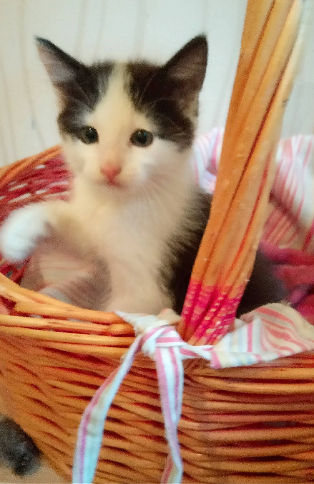 Pendore participe au concours pour gagner de l'argent avec cette photo : aegean_cat, asian, carnivore, cat, domestic_long_haired_cat, domestic_short_haired_cat, fawn, felidae, kitten, mammal, norwegian_forest_cat, ragamuffin, ragdoll, small_to_medium_sized_cats, turkish_angora, turkish_van, whiskers