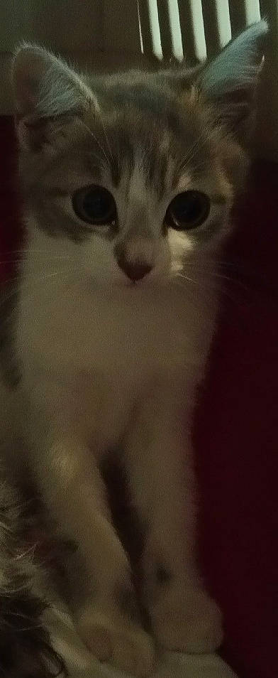 Pacifia a rejoint le concours — aidez-le/la à gagner de superbes lots ! aegean_cat, american_curl, american_wirehair, asian, burmilla, carnivore, cat, domestic_short_haired_cat, eye, felidae, kitten, mammal, nose, ojos_azules, polydactyl_cat, singapura, small_to_medium_sized_cats, snout, turkish_van, whiskers