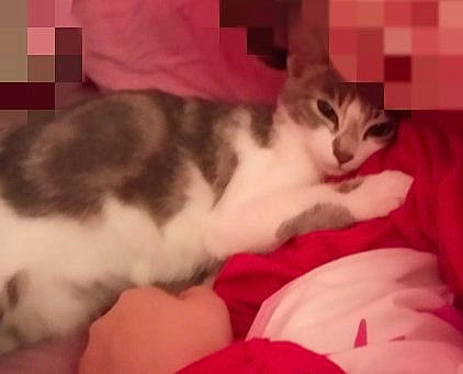 Pacifia a rejoint le concours — aidez-le/la à gagner de superbes lots ! aegean_cat, american_wirehair, asian, carnivore, cat, domestic_short_haired_cat, european_shorthair, eye, felidae, fur, kitten, mammal, mouth, norwegian_forest_cat, paw, polydactyl_cat, scottish_fold, small_to_medium_sized_cats, vertebrate, whiskers