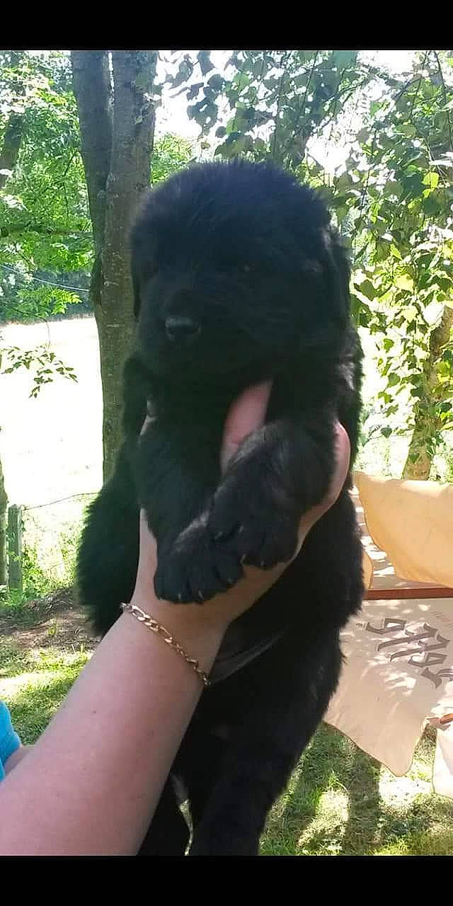 Laïdie participe au concours pour gagner de l'argent avec cette photo : canidae, carnivore, companion_dog, dog, dog_breed, mammal, newfoundland, puppy, sporting_group, vertebrate