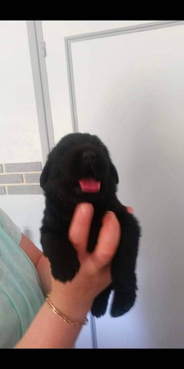 Laïdie participe au concours pour gagner de l'argent avec cette photo : black_hair, canidae, carnivore, dog, dog_breed, finger, fur, hand, newfoundland, non_sporting_group, nose, puppy, sporting_group