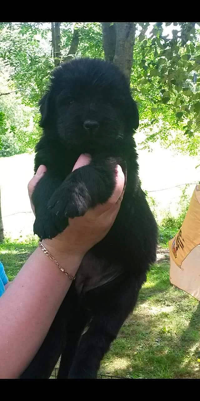 Laïdie a rejoint le concours — aidez-le/la à gagner de superbes lots ! black_russian_terrier, canidae, carnivore, companion_dog, dog, dog_breed, labradoodle, mammal, newfoundland, non_sporting_group, poodle, portuguese_water_dog, puppy, sporting_group, standard_poodle, toy_poodle, vertebrate