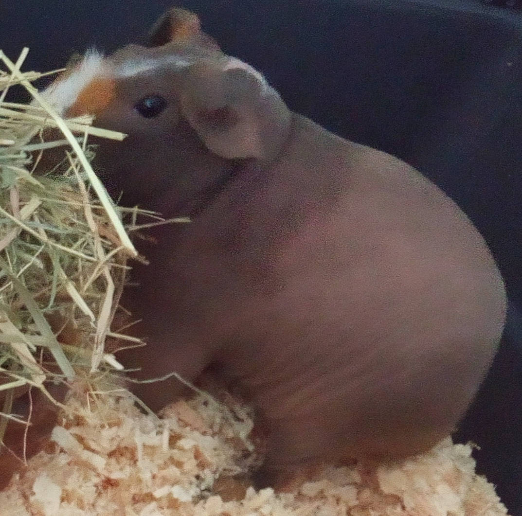 Prysca a rejoint le concours — aidez-le/la à gagner de superbes lots ! chinchilla, dormouse, fawn, gerbil, guinea_pig, hamster, mouse, muridae, muroidea, rat, rodent, snout, whiskers