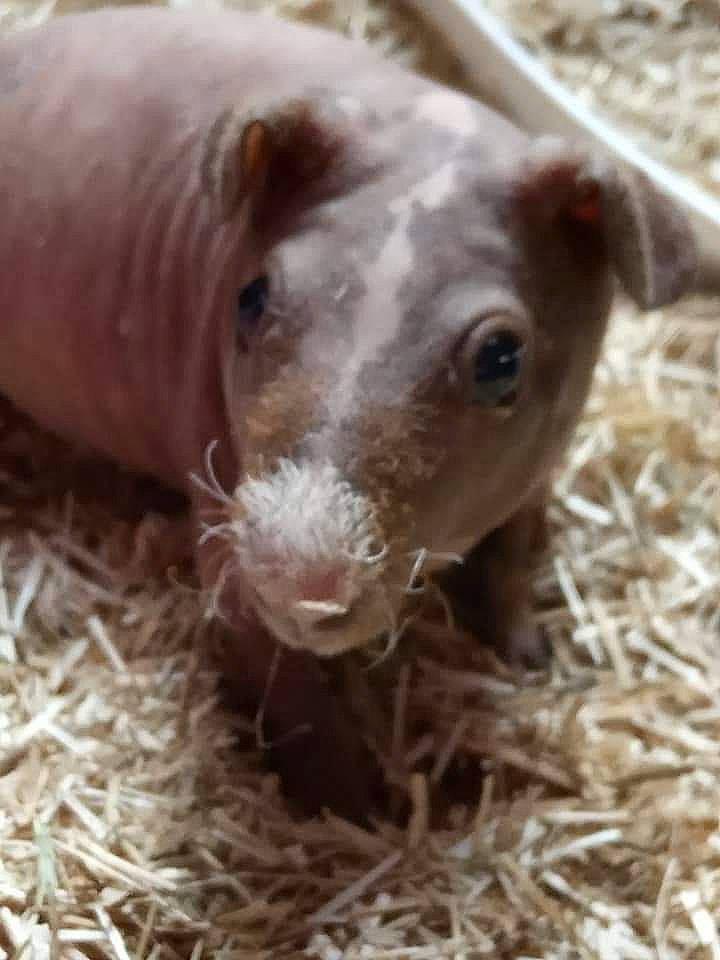 Prysca participe au concours pour gagner de l'argent avec cette photo : canidae, dog_breed, ear, fawn, grass, guinea_pig, mammal, nose, snout, terrestrial_animal, vertebrate