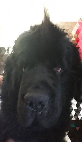 Laïone a rejoint le concours — aidez-le/la à gagner de superbes lots ! canidae, carnivore, companion_dog, dog, dog_breed, fawn, giant_dog_breed, mammal, newfoundland, nose, snout, sporting_group, vertebrate