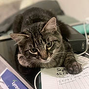 Sasha participe au concours pour gagner de l'argent avec cette photo : animal, cat, closeup, clutter, cord, curious, desk, feline, handwritten_notes, indoor, notebook, office, paper, paw, pet, resting, study, tabby, technology, writing