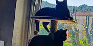 Tâche Et Rio participe au concours pour gagner de l'argent avec cette photo : cat, black_cat, cat_tree, window, indoor, sunlight, shadow, silhouette, pet, animal, feline, relaxing, home, nature_outside, tree, building, daylight, quiet, resting, domestic