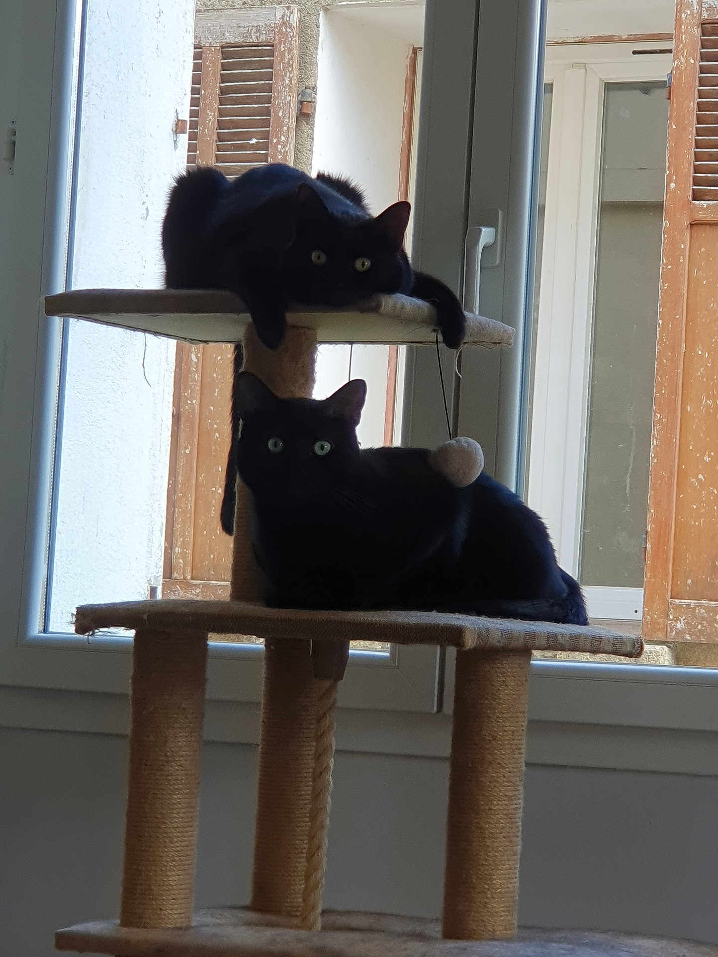 Tâche Et Rio participe au concours pour gagner de l'argent avec cette photo : cat, black_cat, cat_tree, window, indoor, pet, animal, feline, resting, two_cats, eyes, shutters, wood, home, cozy, relaxed, domestic, fur, vertical, daylight