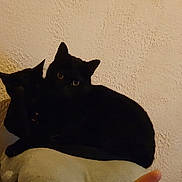Tâche Et Rio participe au concours pour gagner de l'argent avec cette photo : black_cat, two_cats, pets, feline, indoor, cushion, wall, texture, dim_light, yellow_eyes, animal, cozy, snuggling, resting, domestic_cat, close_up, shadow, quiet, companionship, home