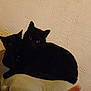 black_cat, two_cats, pets, feline, indoor, cushion, wall, texture, dim_light, yellow_eyes, animal, cozy, snuggling, resting, domestic_cat, close_up, shadow, quiet, companionship, home